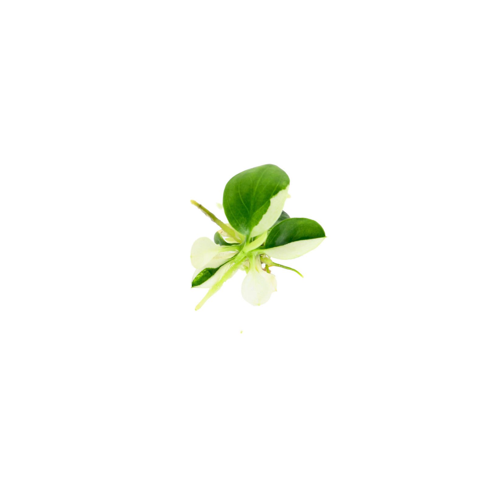 However, let's be honest – growing the Anubias Petite White Panda isn't a walk in the park. It's one of those plants that require a bit of extra effort and know-how. If you're up for the challenge, you'll need to fine-tune your care routine to create the perfect environment. The rewards, though, are worth it. The unique combination of white and green hues in its heart-shaped leaves is a sight to behold.