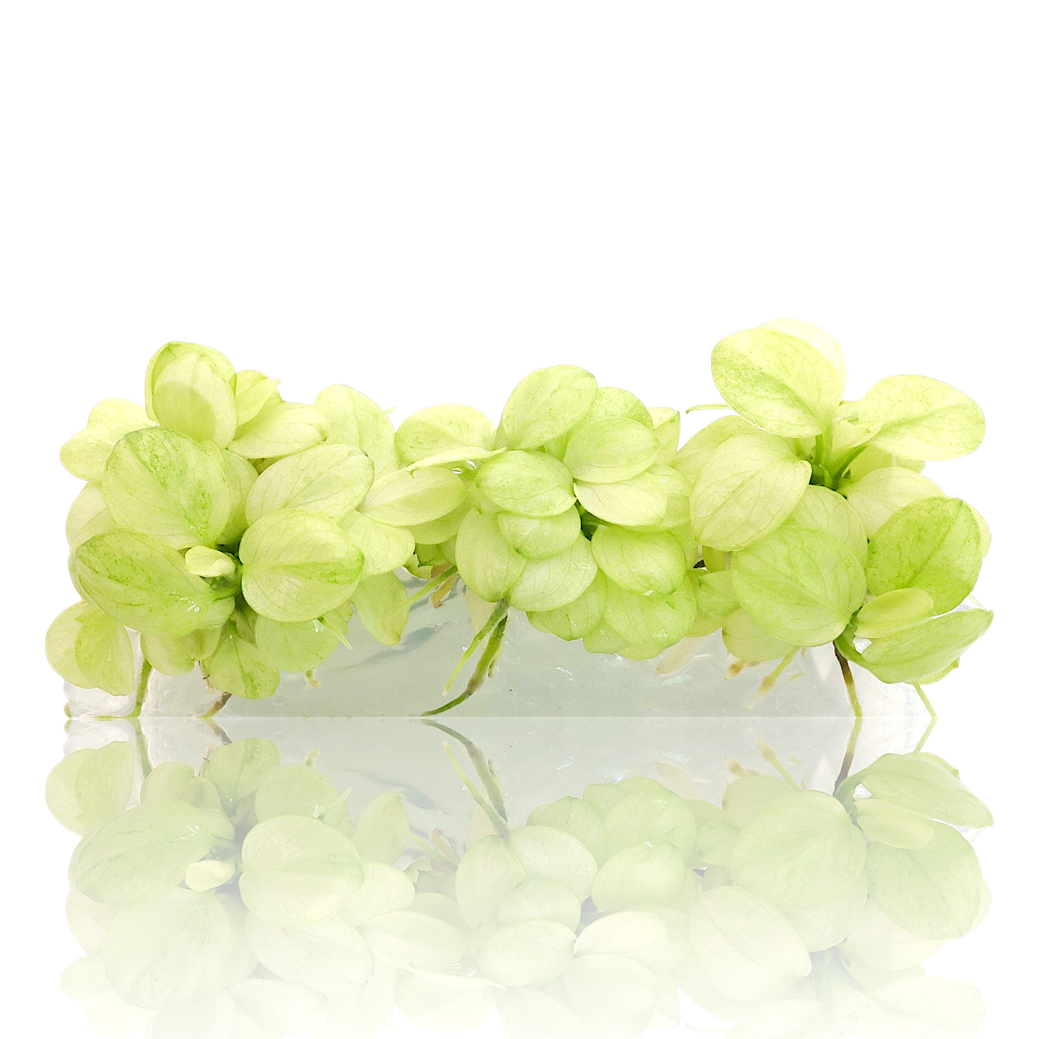 Anubias Petite White Platinum Vitro Culture aquarium plant with rare white leaves for planted freshwater tanks