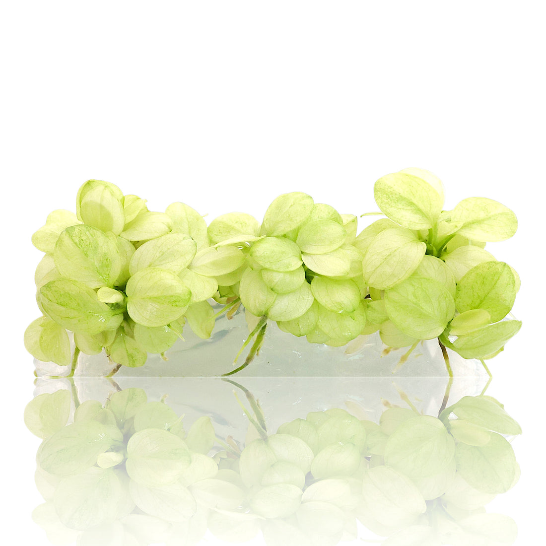 Anubias Petite White Platinum Vitro Culture aquarium plant with rare white leaves for planted freshwater tanks