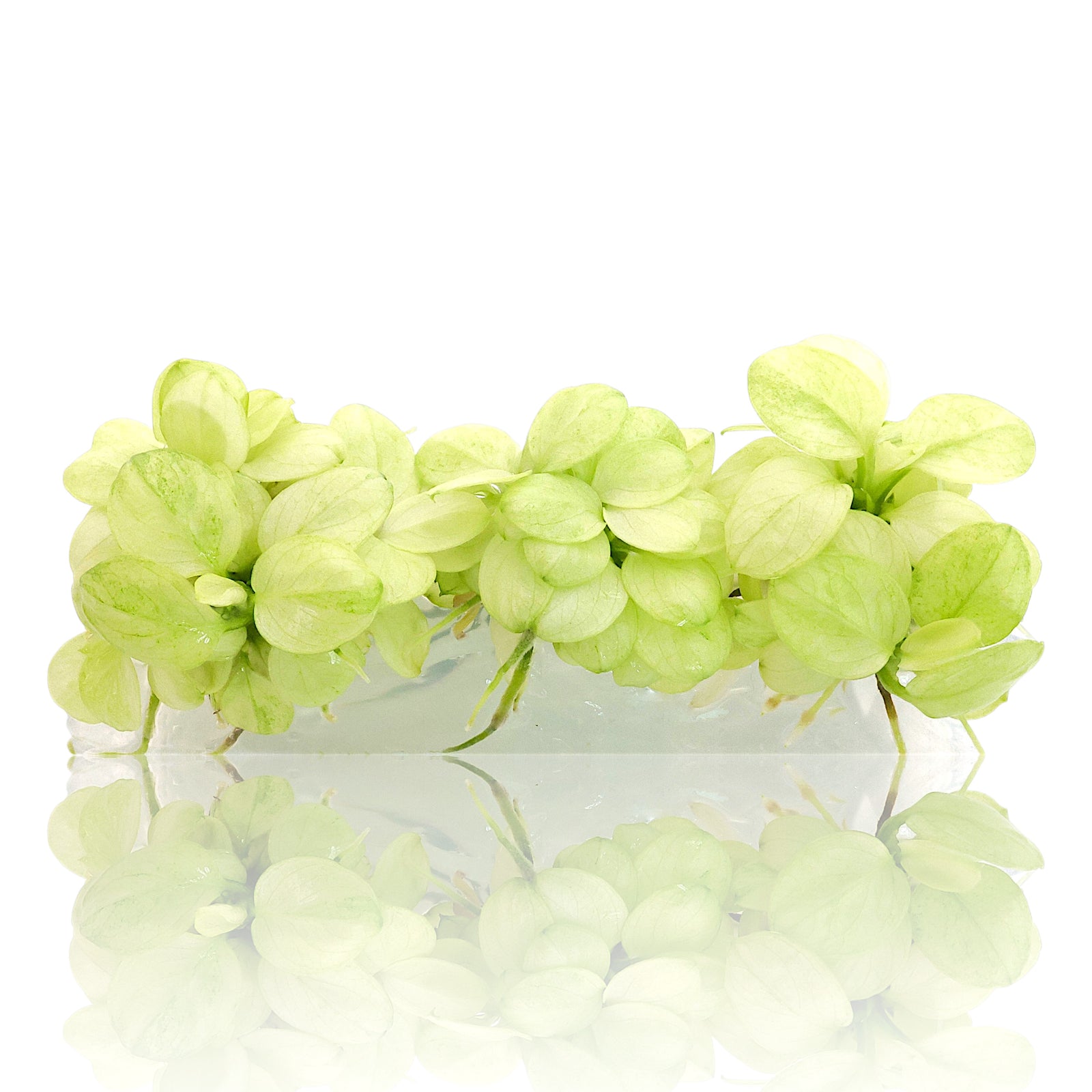 Anubias Petite White Platinum Vitro Culture aquarium plant with rare white leaves for planted freshwater tanks