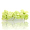 Anubias Petite White Platinum Vitro Culture aquarium plant with rare white leaves for planted freshwater tanks