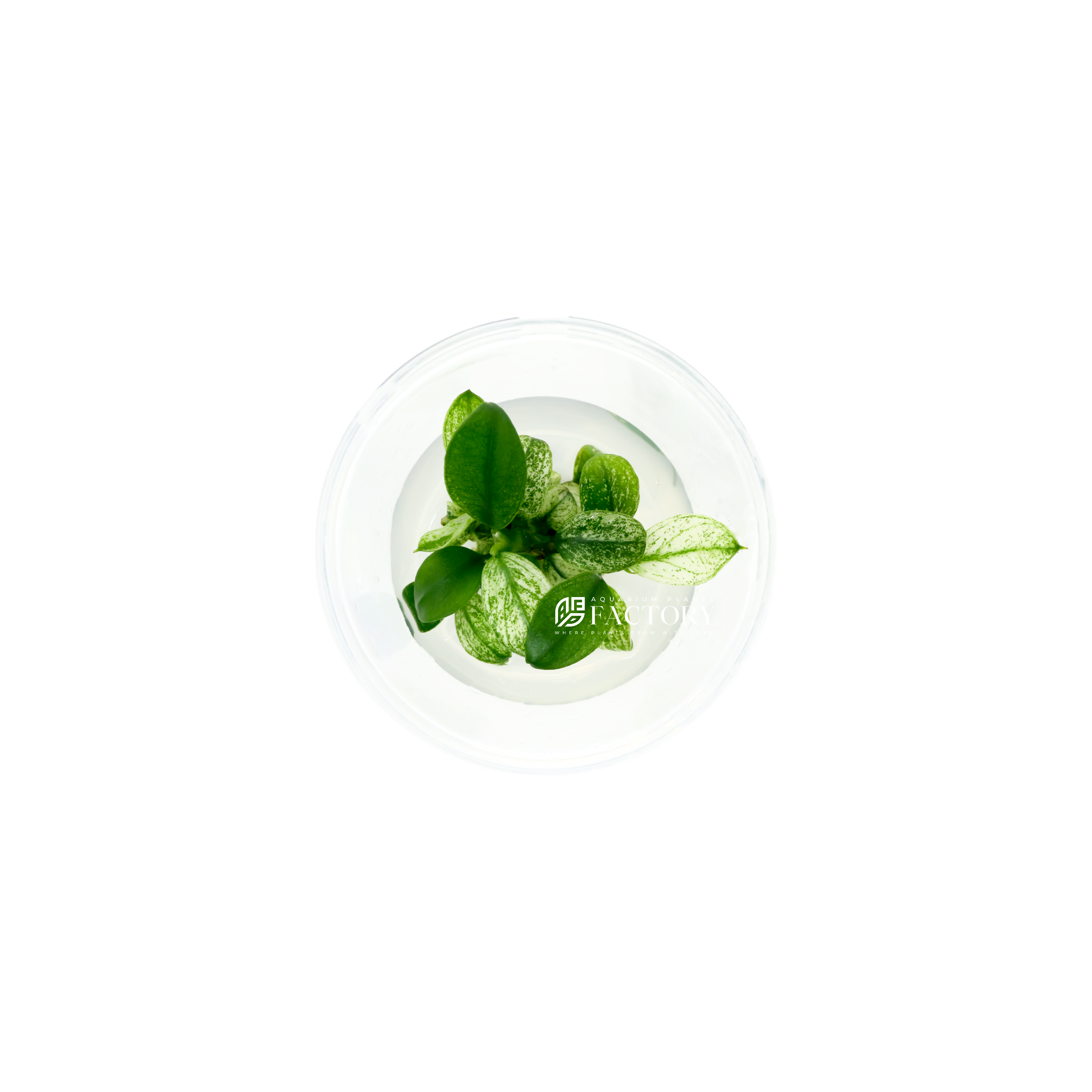 Anubias barteri var. petite white Tissue Culture APF Aquarium Plants Factory®