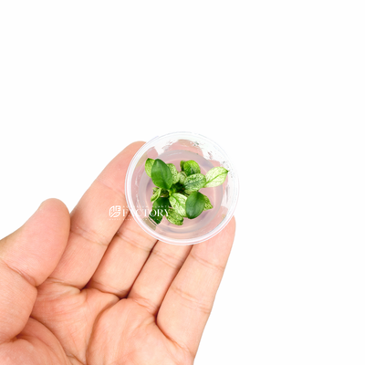 Anubias Petite White [Small Tissue Culture Cup] APF Aquarium Plants Factory®