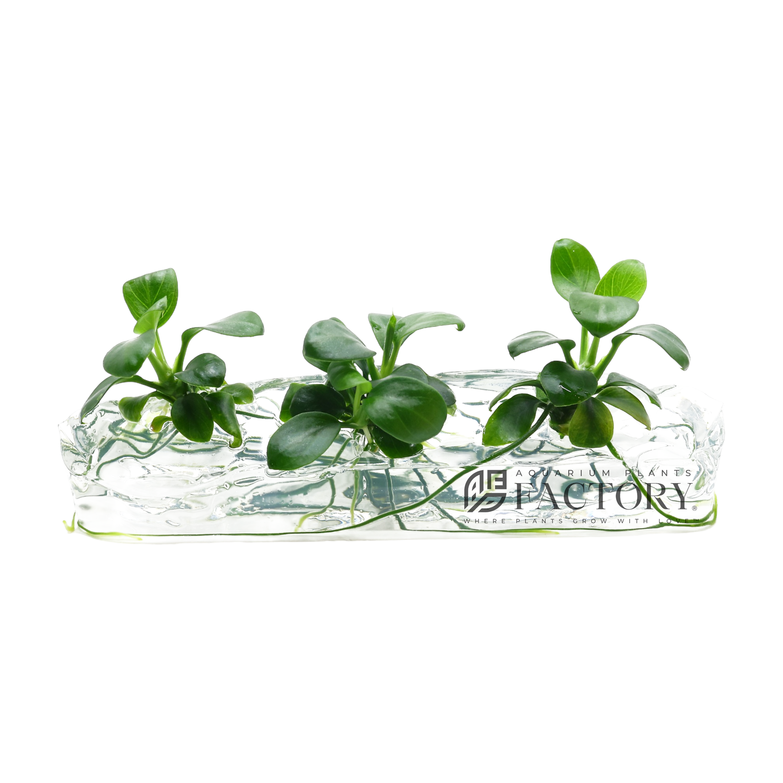 Elevate your fish tank's allure with Anubias Petite, a captivating aquatic gem that effortlessly attaches to stone and driftwood. This versatile plant boasts lush green leaves that create an enchanting underwater landscape. Perfect for both novices and seasoned hobbyists, Anubias Petite requires minimal care while enhancing your tank's aesthetics. Elevate your aquascape with this exquisite addition today.