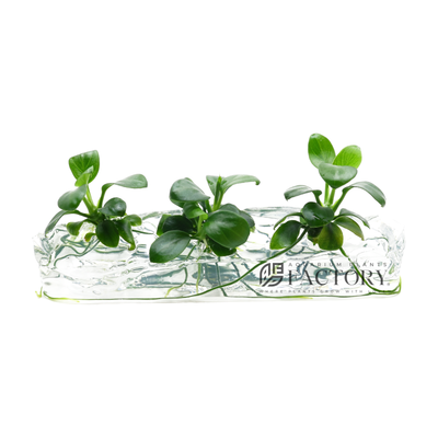 Elevate your fish tank's allure with Anubias Petite, a captivating aquatic gem that effortlessly attaches to stone and driftwood. This versatile plant boasts lush green leaves that create an enchanting underwater landscape. Perfect for both novices and seasoned hobbyists, Anubias Petite requires minimal care while enhancing your tank's aesthetics. Elevate your aquascape with this exquisite addition today.