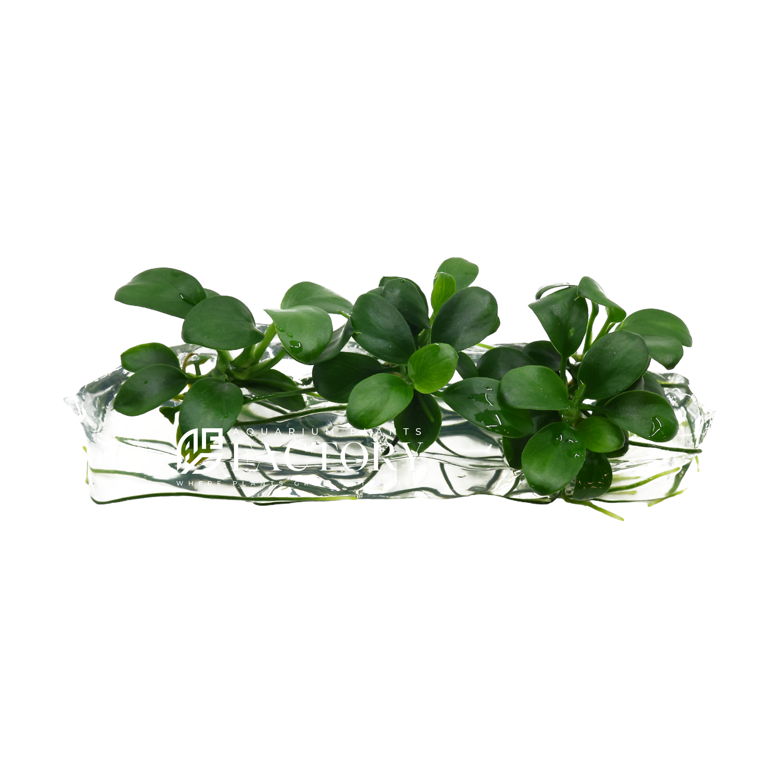 Anubias Petite features small, dark green leaves that are compact and dense. This petite plant is perfect for creating a lush, green carpet in the foreground or adding a touch of greenery to smaller tanks.