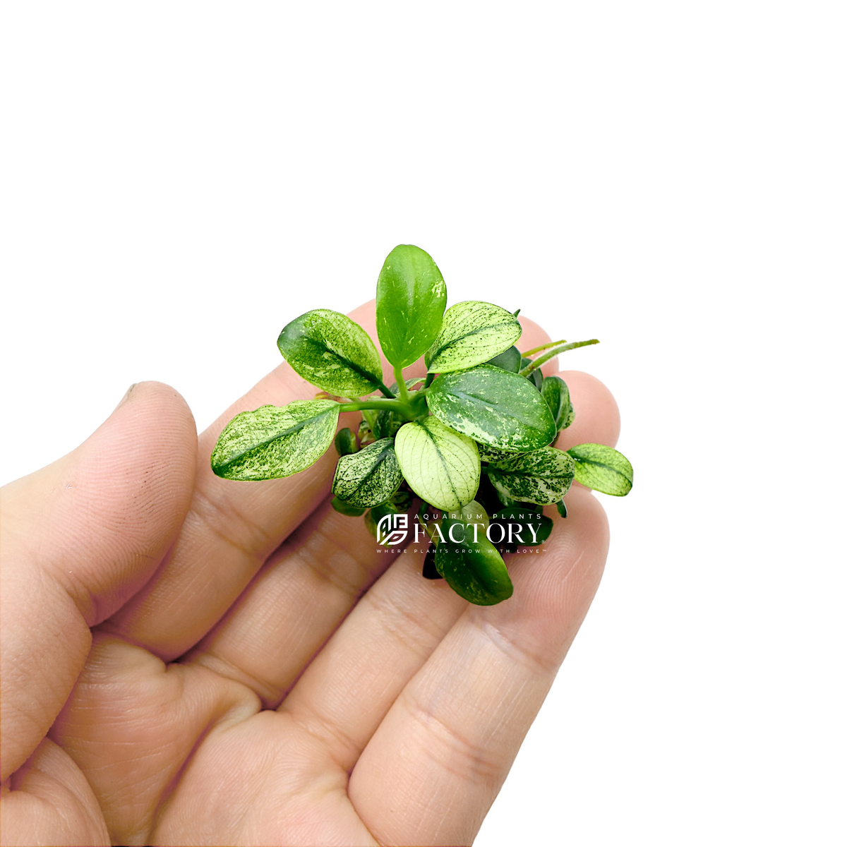 Anubias Pinto live aquarium plant, another view