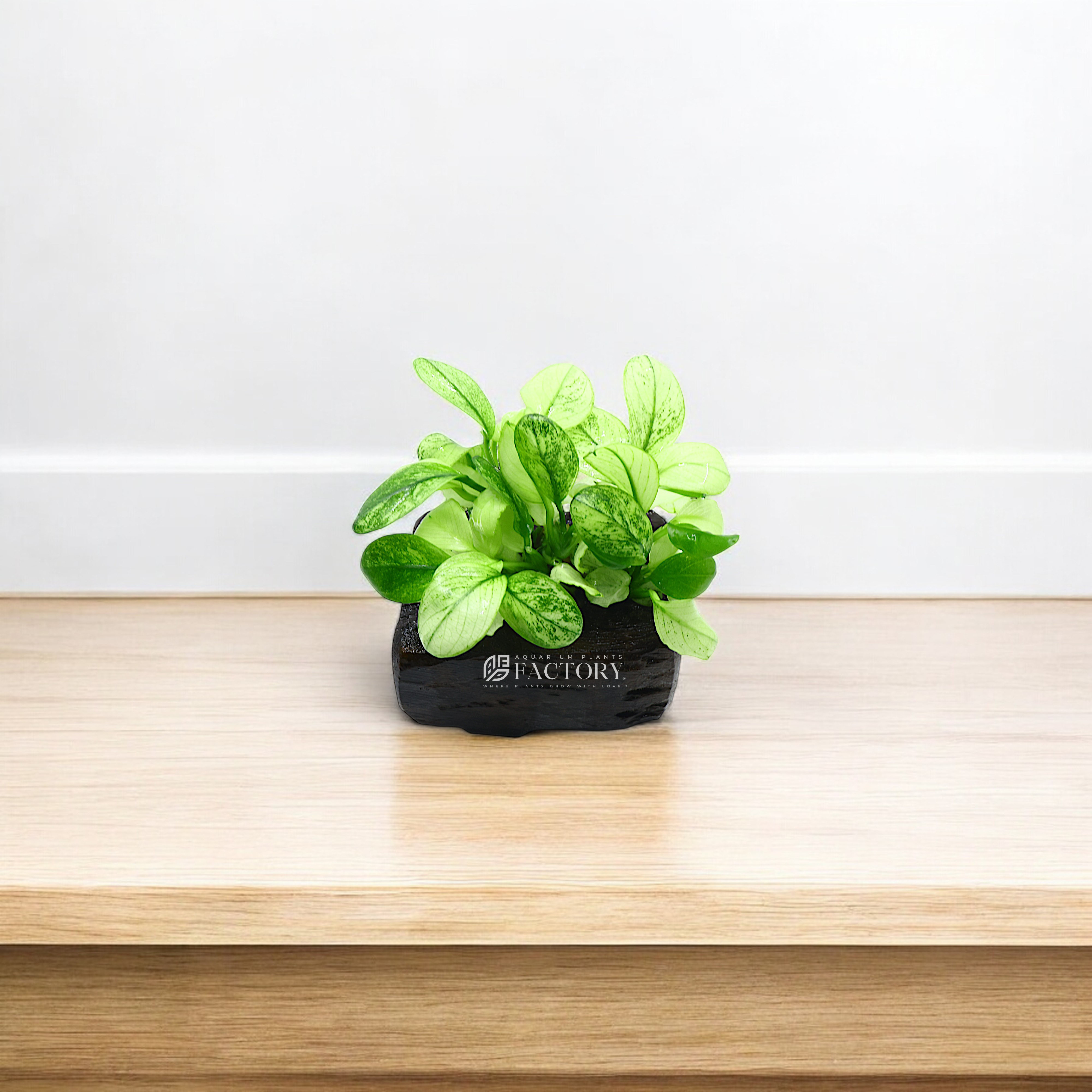 Anubias Pinto on driftwood, featuring rare green and white variegated leaves, perfect for adding elegance to aquariums.