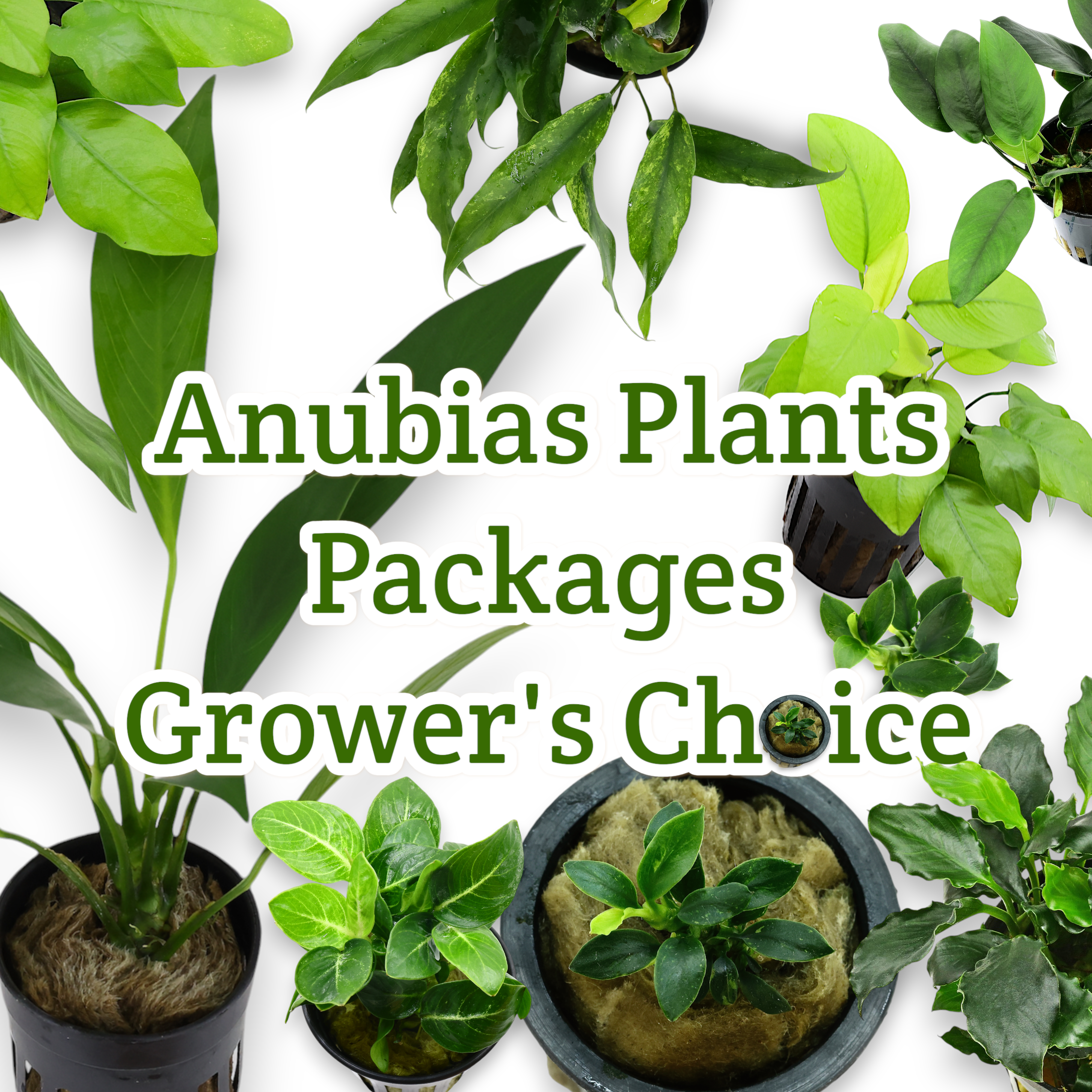 Our Anubias plants are available in bare-root, or potted options to suit your aquascaping needs. In addition to their visual appeal, Anubias plants contribute to a healthier aquatic environment by oxygenating the water, reducing excess nutrients, and providing shelter for fish and other aquatic life.

Enhance your aquarium with the beauty and benefits of our Anubias Plants Package [Grower’s Choice] and enjoy the vibrant, low-maintenance greenery they provide!