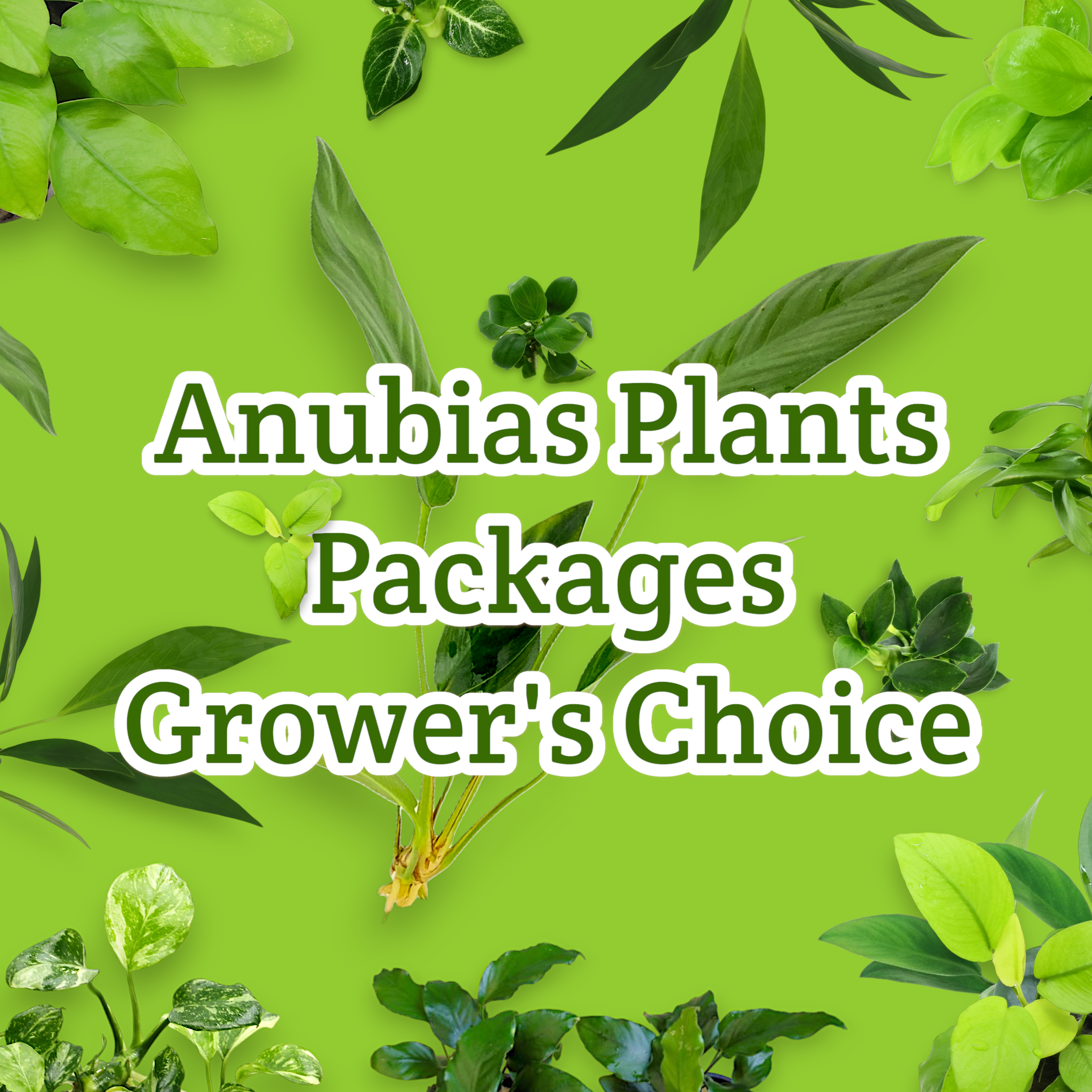 Our Anubias plants are available in bare-root, or potted options to suit your aquascaping needs. In addition to their visual appeal, Anubias plants contribute to a healthier aquatic environment by oxygenating the water, reducing excess nutrients, and providing shelter for fish and other aquatic life.