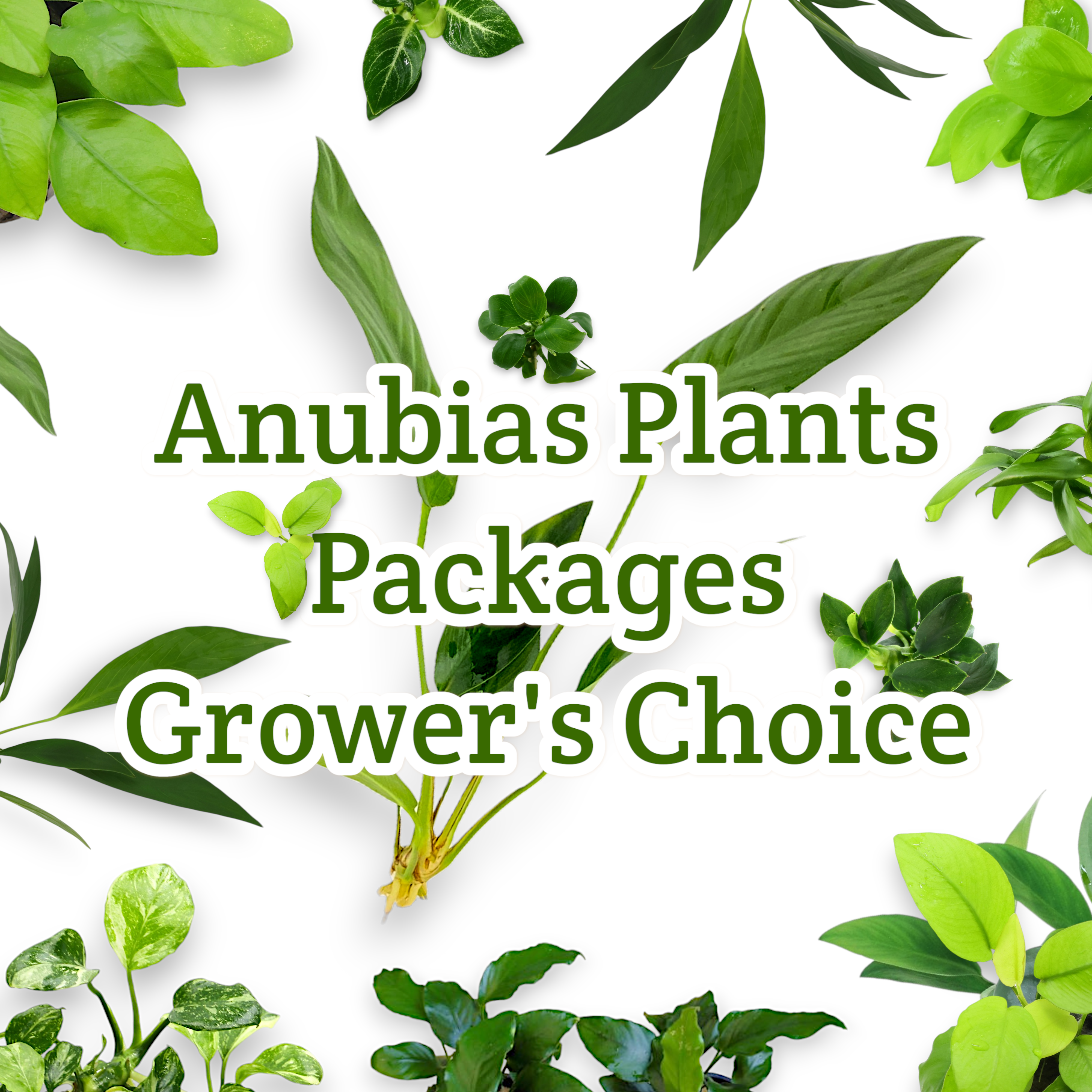 Are you a fan of Anubias plants? Look no further than our Anubias Plants Package [Grower’s Choice]!

Our package includes a hand-selected assortment of vibrant and healthy Anubias plants, chosen by our expert growers for their durability, aesthetic appeal, and compatibility with a variety of aquascapes. These plants are perfect for adding a lush, green touch to your aquarium while being easy to care for.