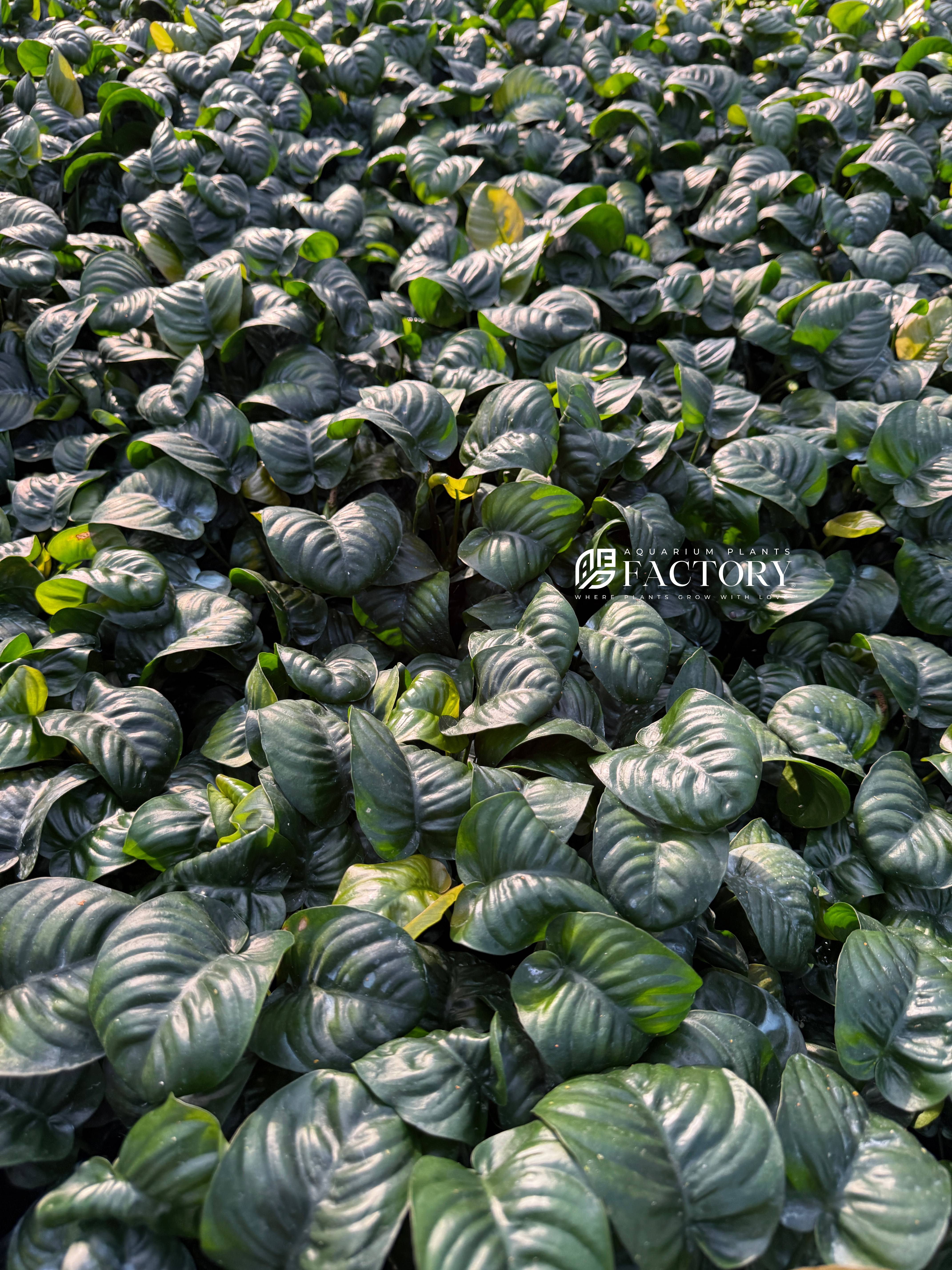 Anubias 'Rainforest' brings a unique and textured look to your aquarium that standard green plants can’t match. Its thick, curled leaves provide a bold, rugged appearance while offering natural shelter for shrimp and small fish. This plant is highly durable, making it ideal for those who want visual impact without the need for CO₂, special lighting, or complex care routines.