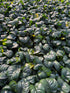 Anubias 'Rainforest' brings a unique and textured look to your aquarium that standard green plants can’t match. Its thick, curled leaves provide a bold, rugged appearance while offering natural shelter for shrimp and small fish. This plant is highly durable, making it ideal for those who want visual impact without the need for CO₂, special lighting, or complex care routines.