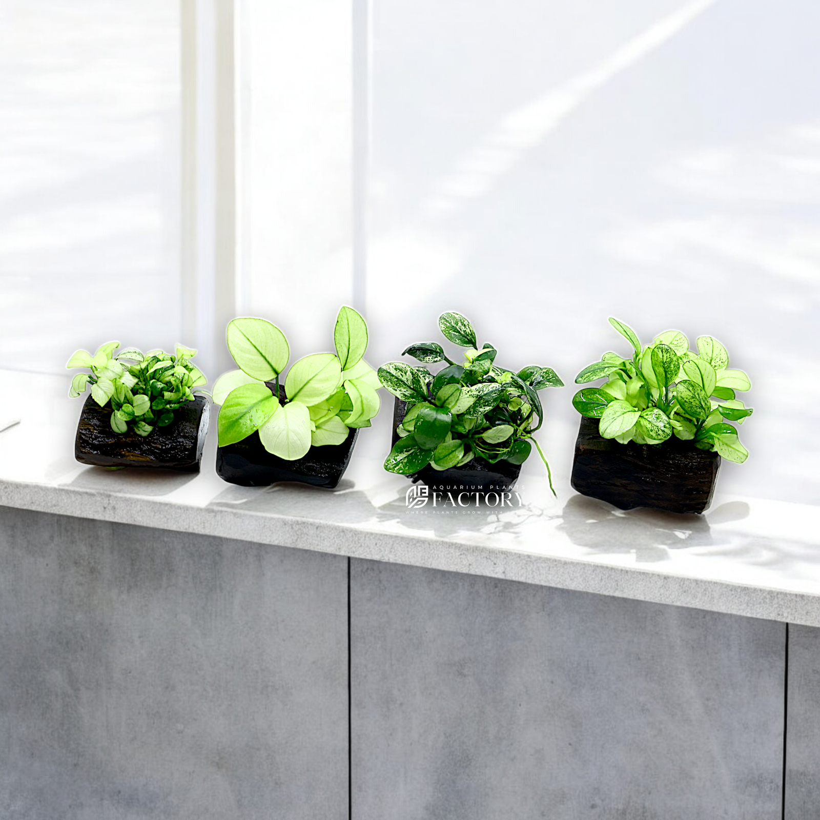 Anubias Pinto, Petite White, Varking, and Broad White mounted on treated driftwood, perfect for adding elegance to any aquascape.