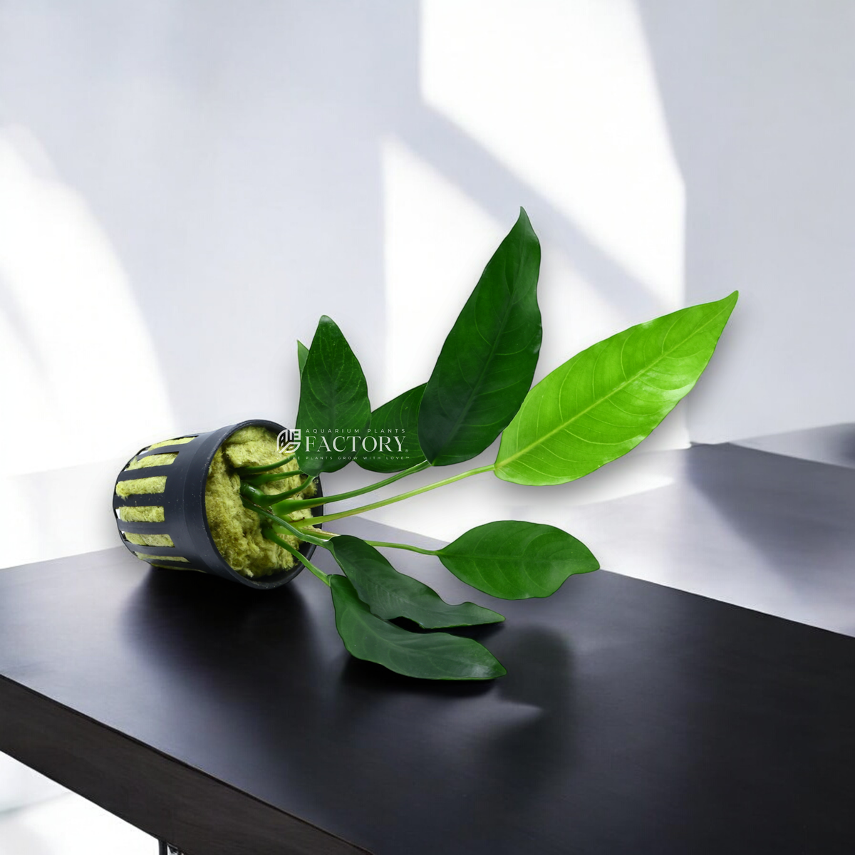 Anubias Barteri 'Short & Sharp' aquarium plant