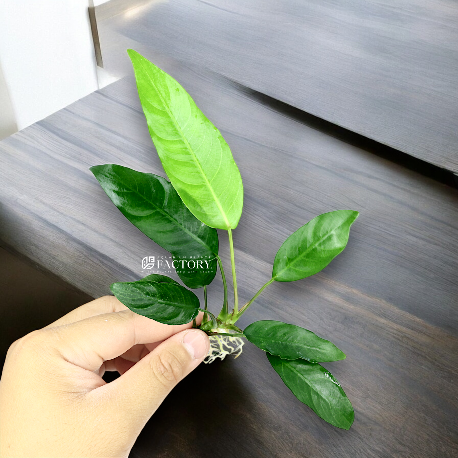 Anubias Barteri 'Short & Sharp' features compact, dark green leaves with pointed tips, creating a sharp, striking appearance. This hardy aquatic plant has a low, bushy growth pattern, making it ideal for foreground or midground placement in aquariums. Its tough leaves and easy-care nature make it perfect for both beginners and experienced aquarists.