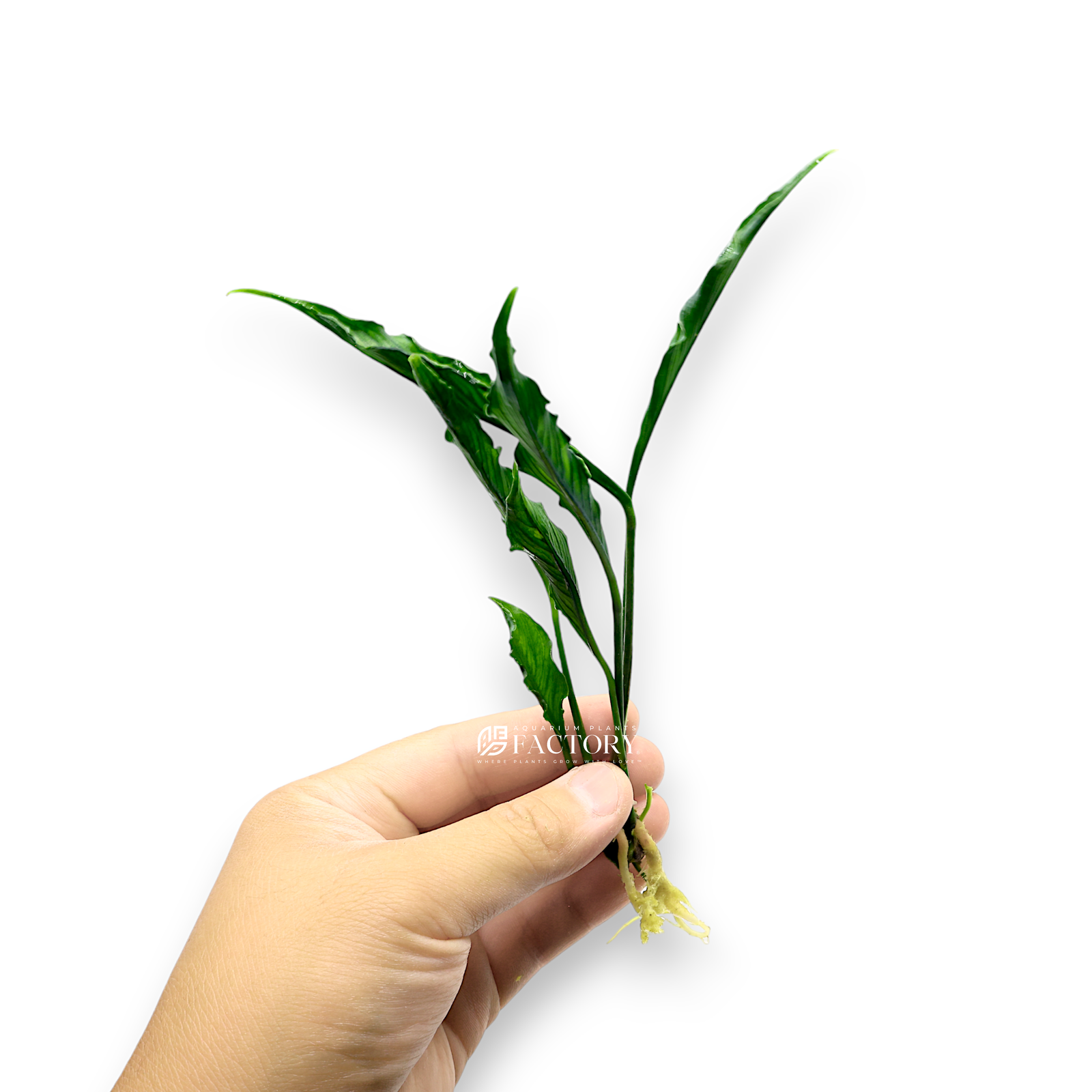 Anubias Supernova with resilient, twisted dark green leaves adding texture and depth to a beautifully planted freshwater aquarium.