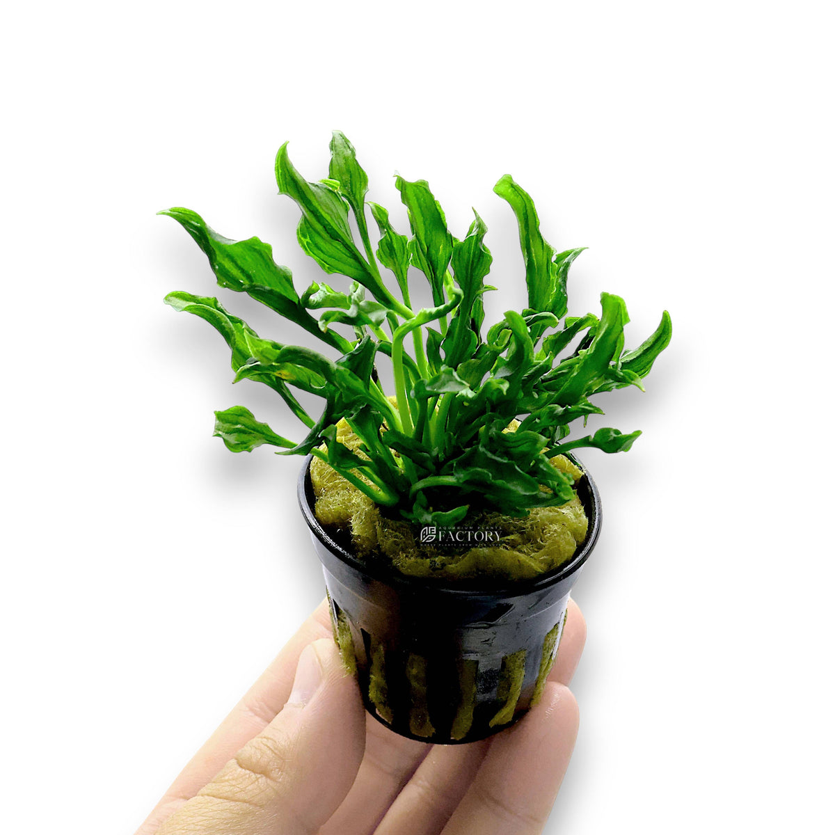 Close-up of Anubias Supernova potted plant with broad, variegated green and white leaves in a black net pot, ideal for freshwater aquariums.