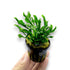 Close-up of Anubias Supernova potted plant with broad, variegated green and white leaves in a black net pot, ideal for freshwater aquariums.
