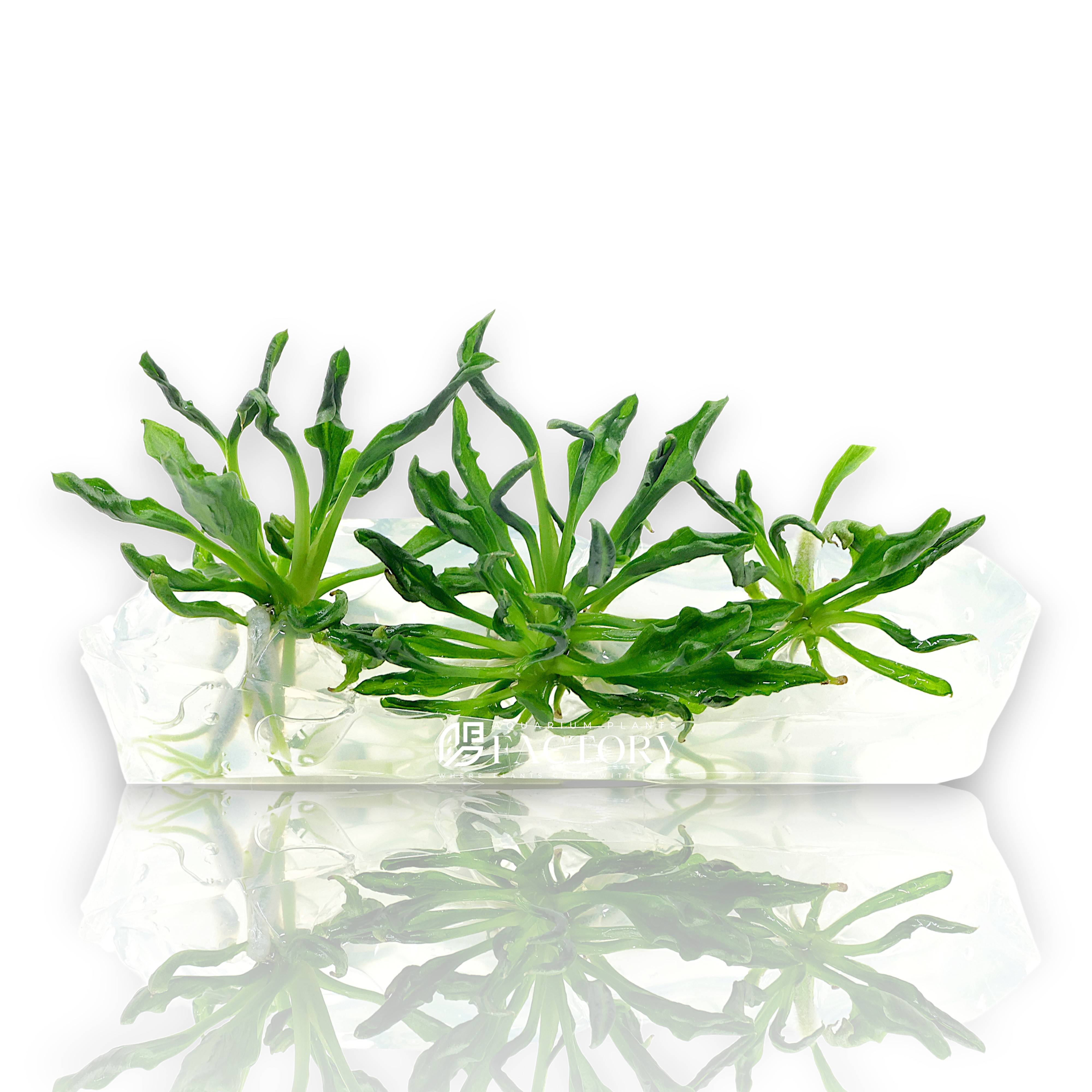 Top-down view of Anubias Supernova tissue culture showing compact growth and wavy leaf.