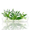 Top-down view of Anubias Supernova tissue culture showing compact growth and wavy leaf.
