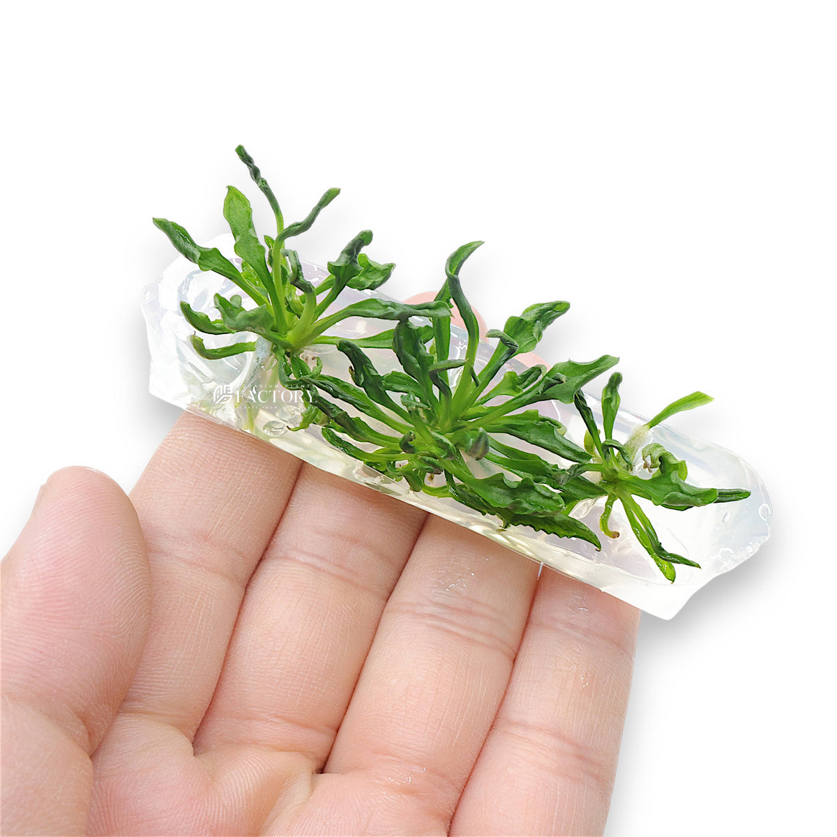 Close-up of Anubias Supernova plantlets in sterile gel medium inside a clear Vitro Culture bag