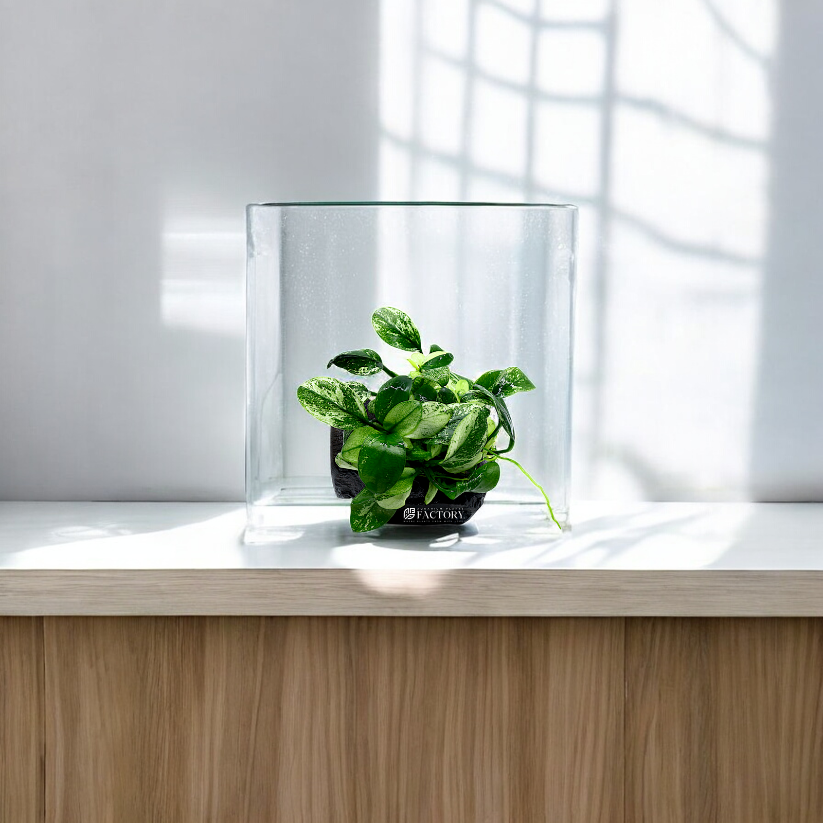 Handcrafted Anubias Varking on driftwood, a collector’s piece with unique variegation, adding elegance to aquascapes.