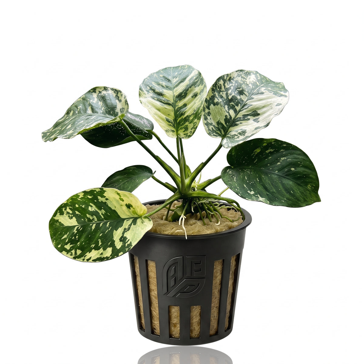 Anubias Varking aquarium plant