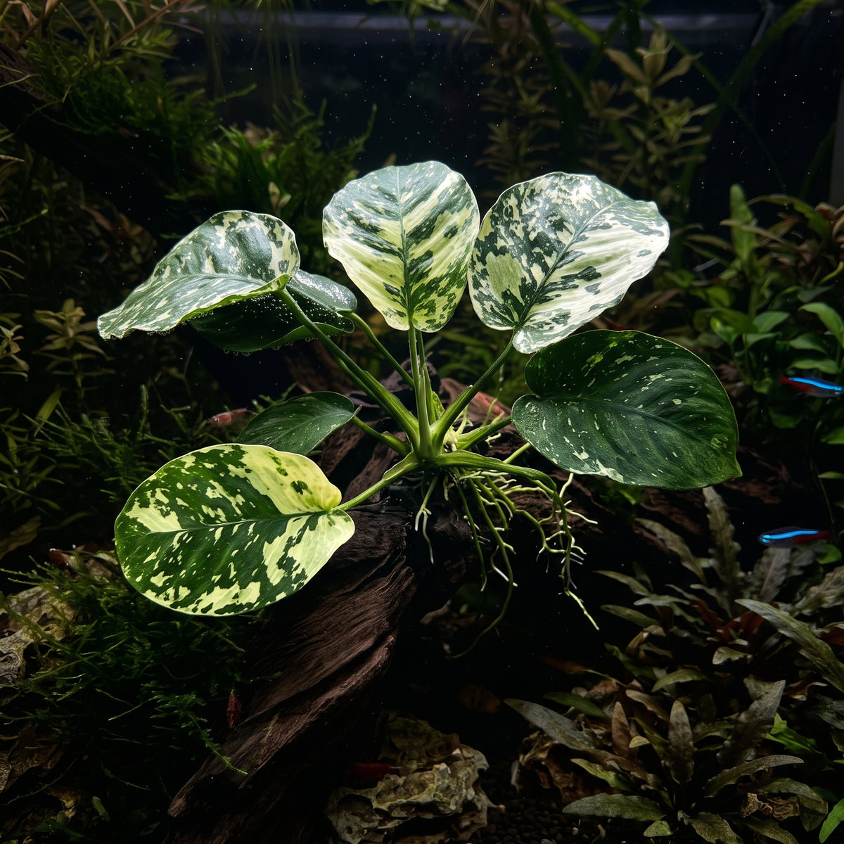 Anubias Varking