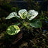 Anubias Varking