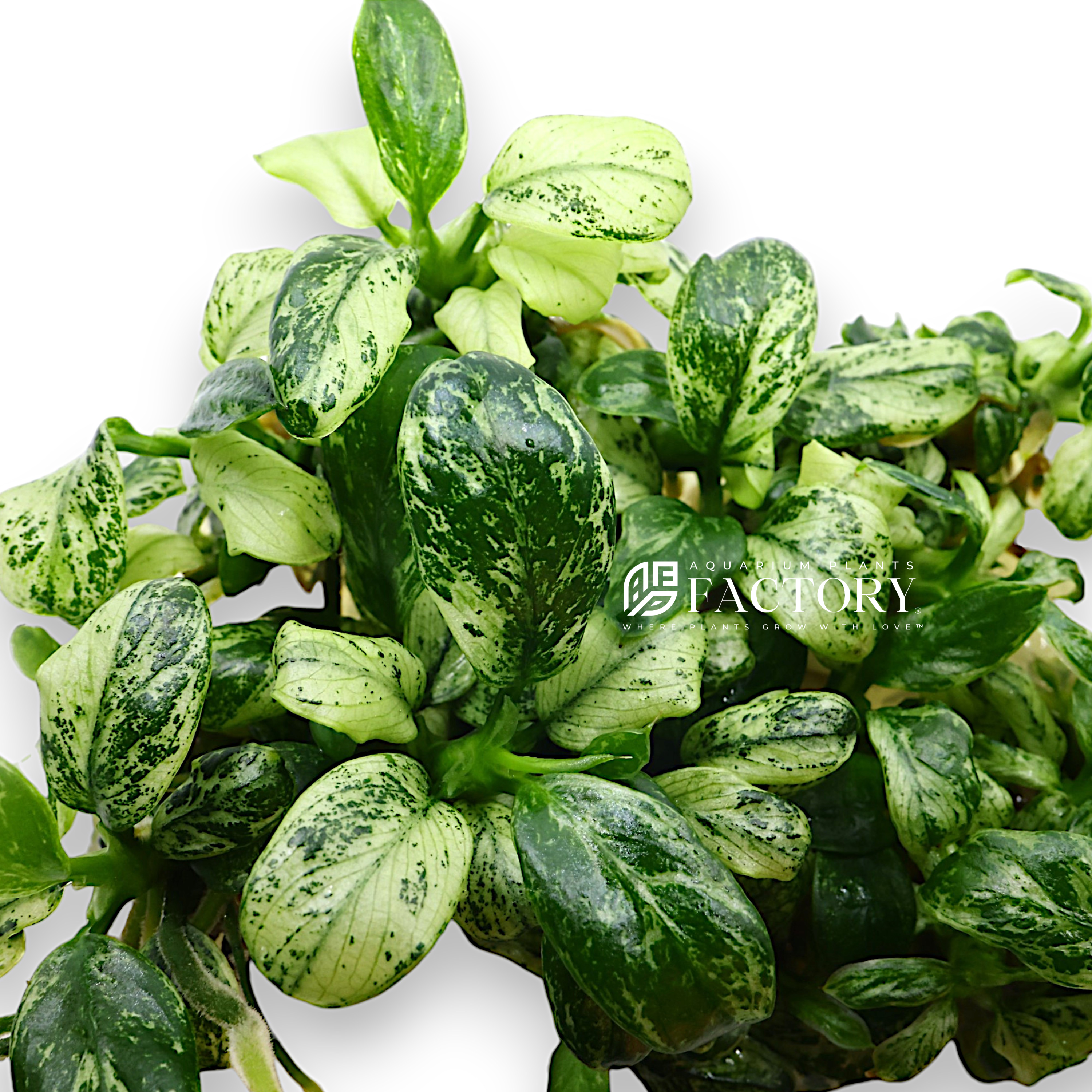 Anubias Varking plant showcasing its chaotic variegation patterns with a mix of green, white, and occasional yellow on its leaves, highlighting its uniqueness and rarity as the King of Variegation in an aquatic setting