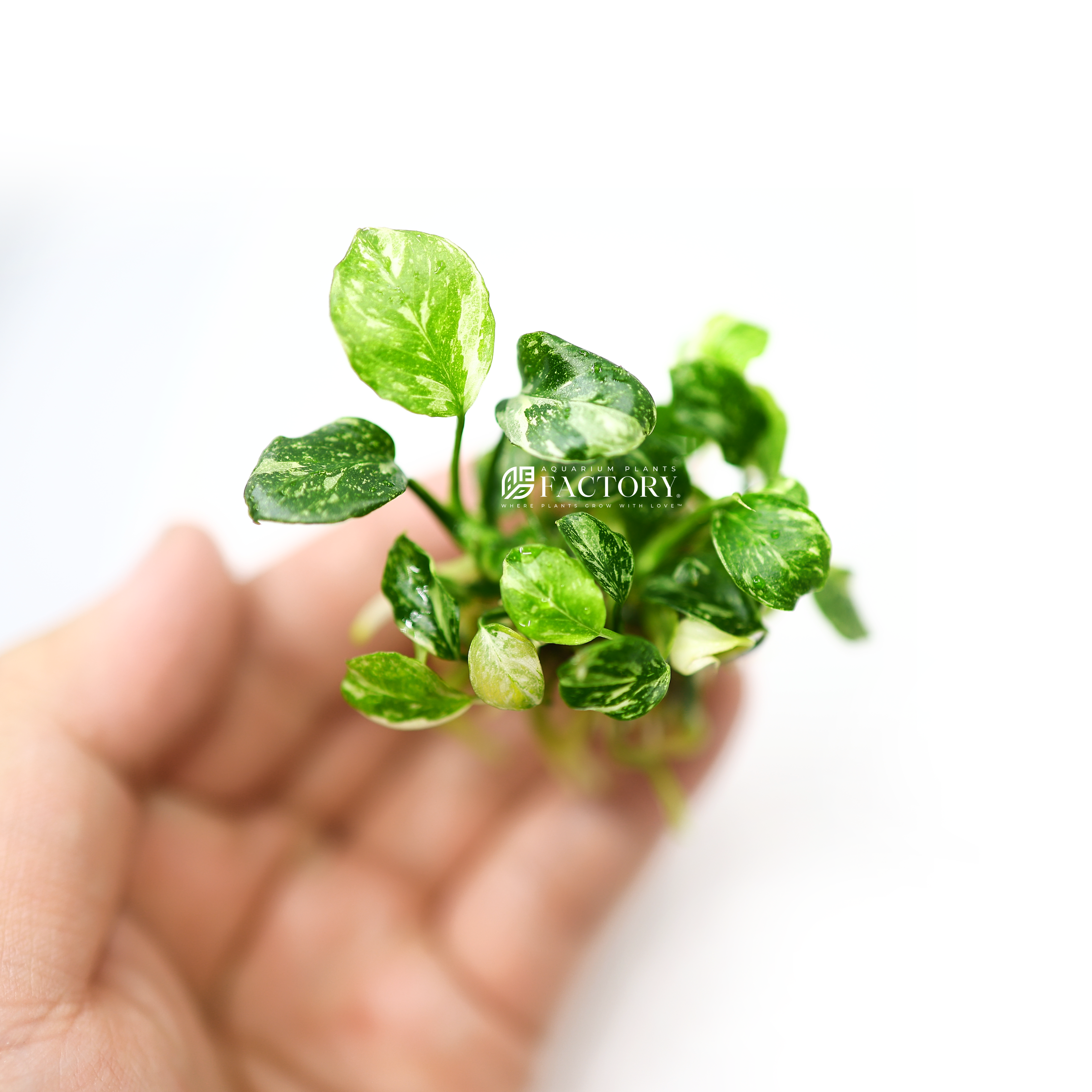 Photo of Anubias Panda Marble, a rare aquatic plant with unique, chaotic variegation patterns on its round, coin-shaped leaves, mimicking a panda's coat. The leaves display a mesmerizing mix of greens, whites, and creams, emphasizing its exclusivity and beauty as a collector's item. Originating from Aquarium Plants Factory in the USA in 2014