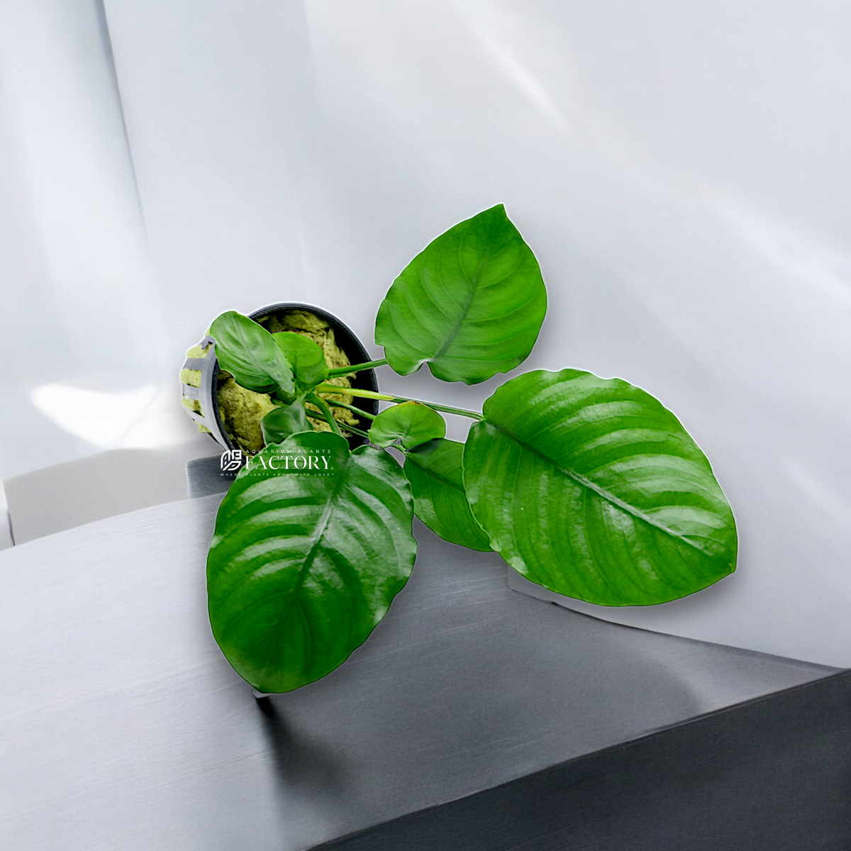 Anubias Barteri 'Wrinkle Leaf' in an aquarium, showing its crinkled leaf structure