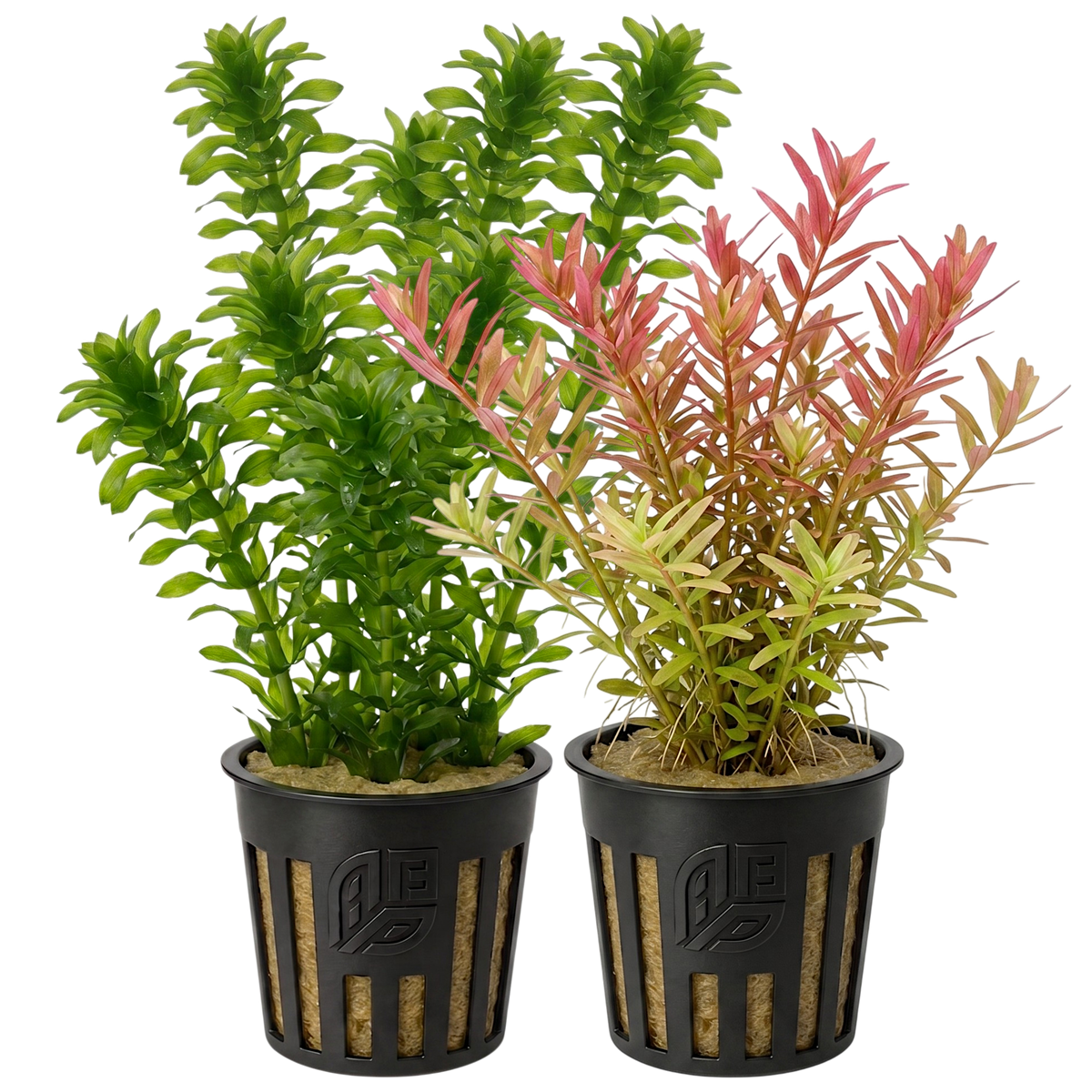 Anacharis and Rotala aquarium plants in pots
