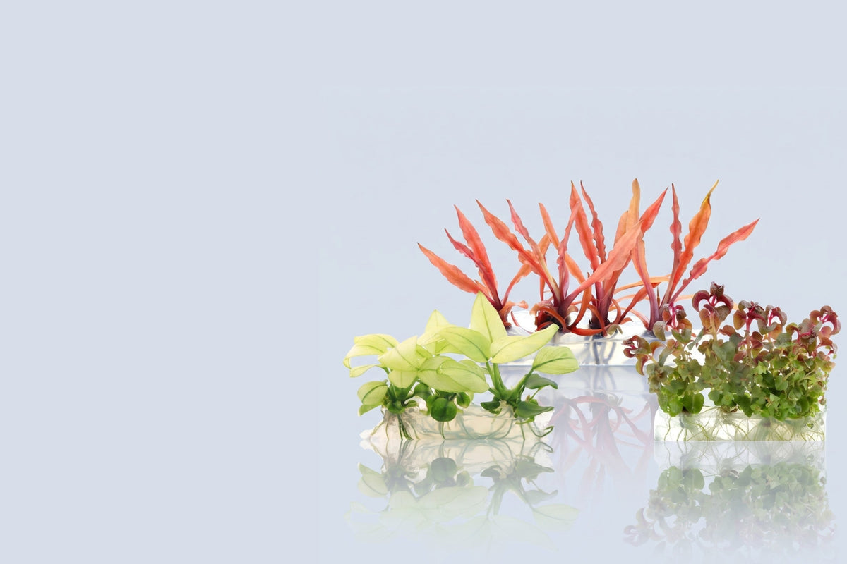 Aquarium Plants Factory