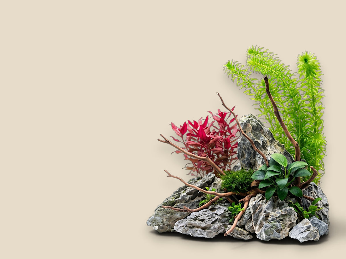 Aquarium Plants Factory