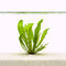 Aponogeton boivinianus aquarium plant with large textured green leaves growing from a sandy substrate underwater.