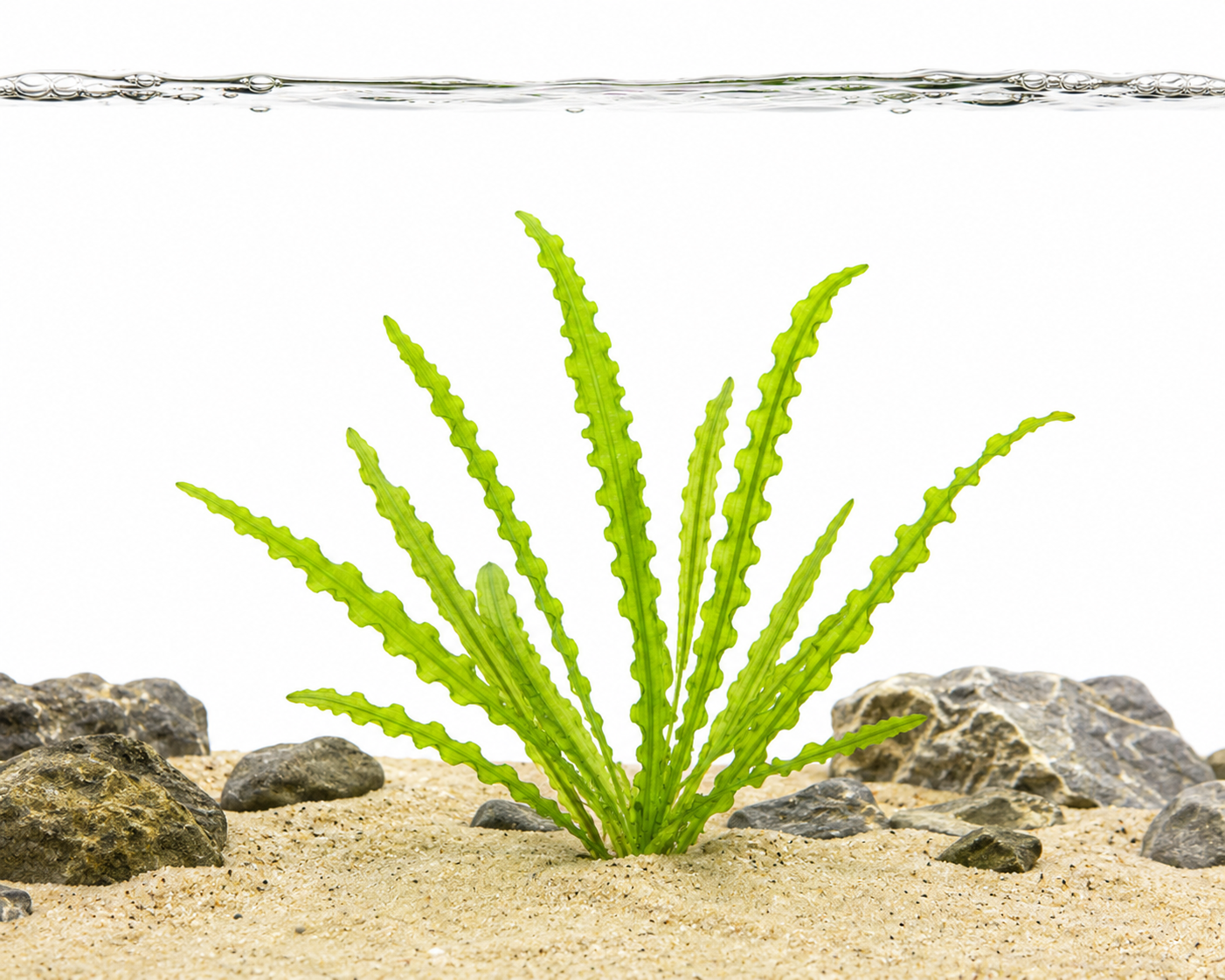 Aponogeton Longiplumulosus Close-Up Showing Ruffled Green Leaves Aquarium Plants Factory APF