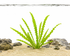 Aponogeton Longiplumulosus Close-Up Showing Ruffled Green Leaves Aquarium Plants Factory APF