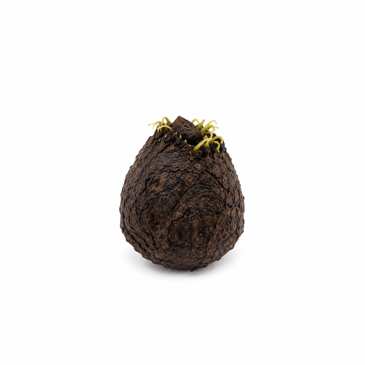 Aponogeton Longiplumulosus Bulb Only Without Leaf Aquarium Plants Factory APF Dormant Aquarium Bulb