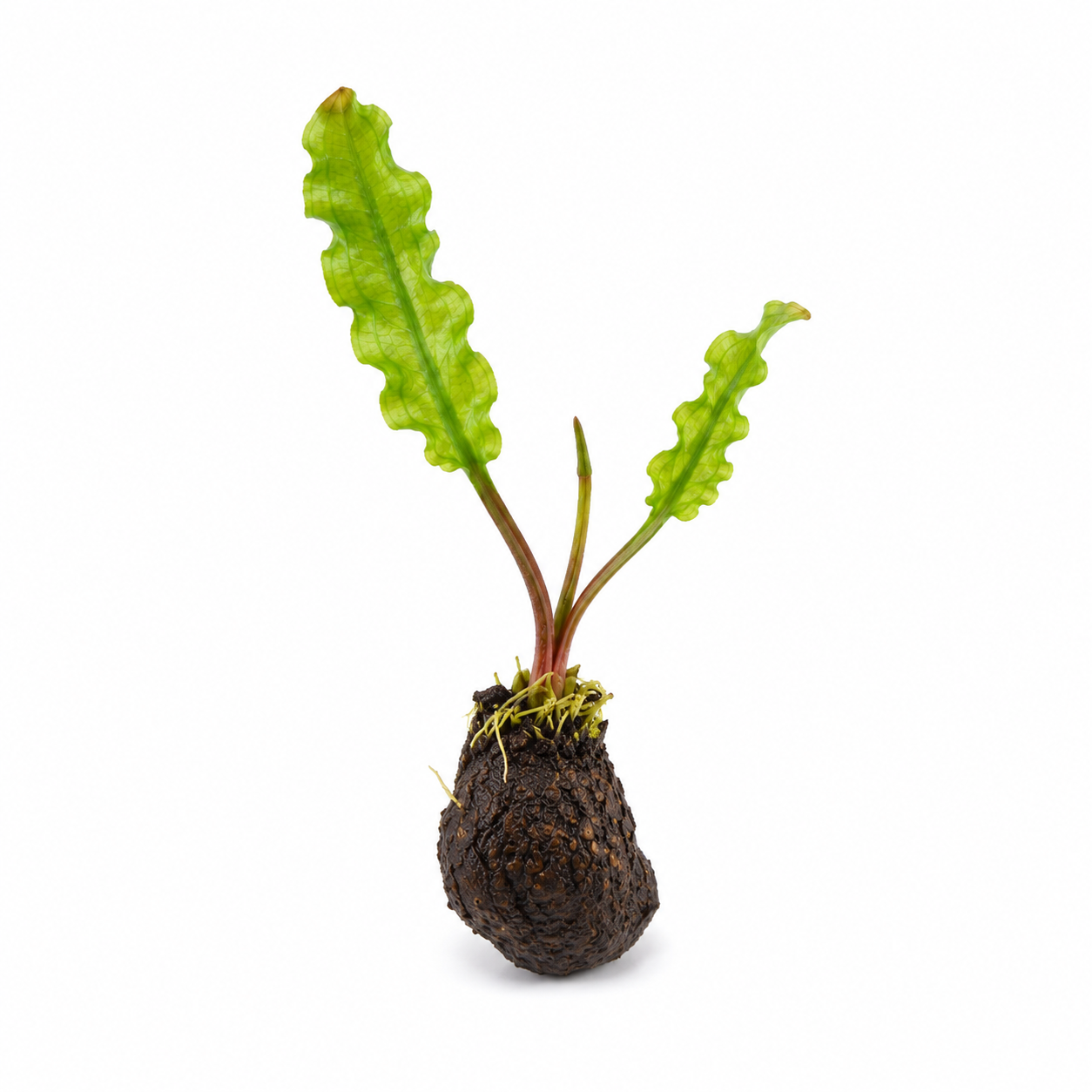 Aponogeton Longiplumulosus Sprouted Bulb With Leaf Aquarium Plants Factory APF Live Aquarium Plant