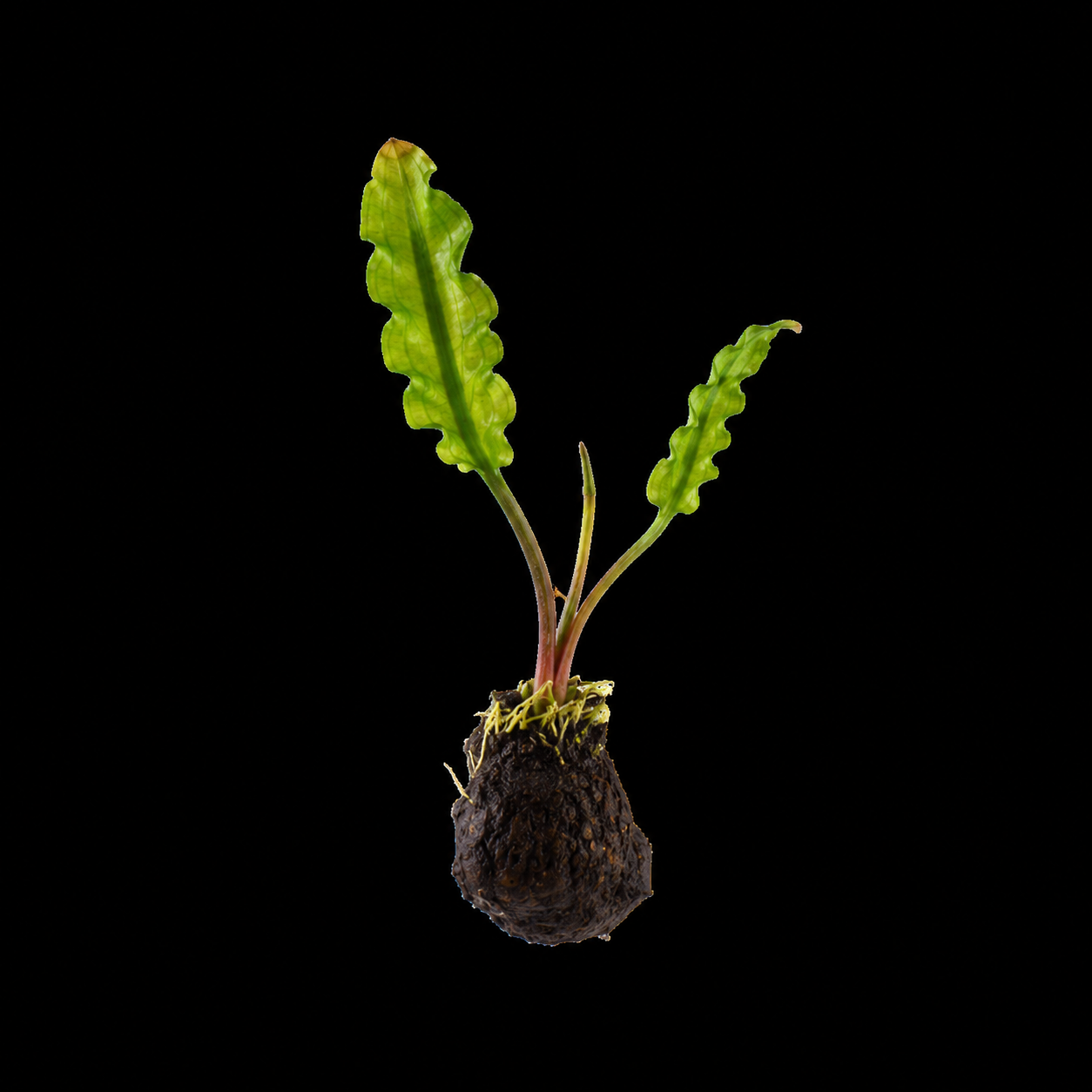 Aponogeton Longiplumulosus Aquarium Plants Factory APF Rare Freshwater Bulb Plant for Aquariums