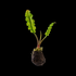 Aponogeton Longiplumulosus Aquarium Plants Factory APF Rare Freshwater Bulb Plant for Aquariums