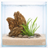 Aponogeton Longiplumulosus Aquarium Plants Factory APF Rare Freshwater Bulb Plant for Aquariums