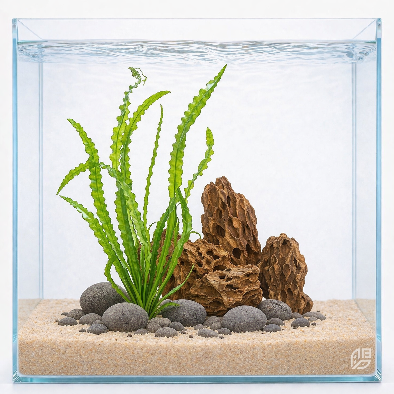 Aponogeton Longiplumulosus Mature Specimen Aquarium Plants Factory APF Freshwater Aquatic Plant