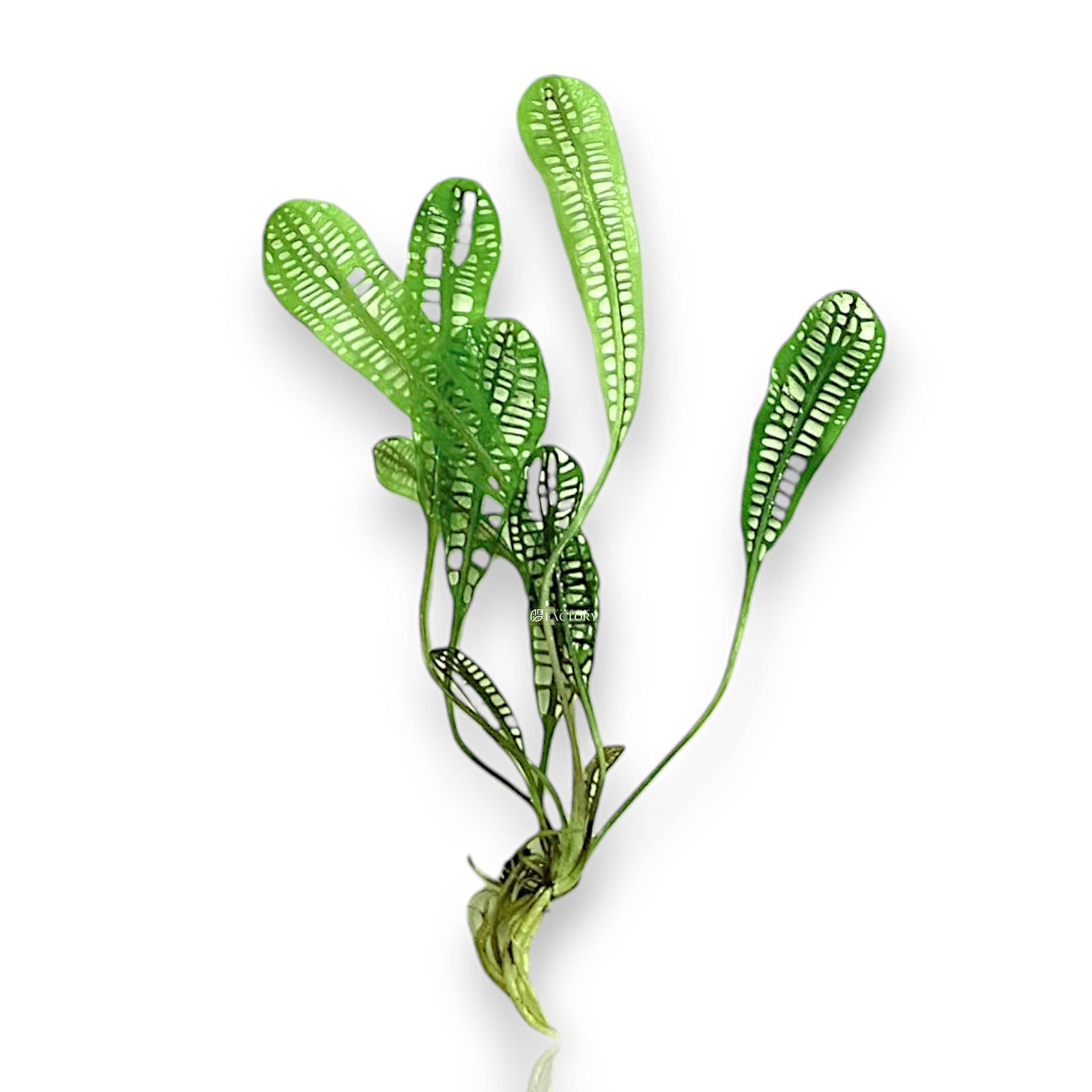 Aponogeton madagascariensis, famously known as the Madagascar Lace Plant, is one of the most visually striking and sought-after aquarium plants in the hobby. Its uniquely patterned, lattice-like leaves resemble delicate green lace, offering an extraordinary centerpiece for planted tanks.