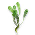 Aponogeton madagascariensis, famously known as the Madagascar Lace Plant, is one of the most visually striking and sought-after aquarium plants in the hobby. Its uniquely patterned, lattice-like leaves resemble delicate green lace, offering an extraordinary centerpiece for planted tanks.