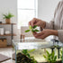 Aquarium Plants Factory Anubias Golden Nana aquarium plant with bright golden-green leaves and white roots, being placed into a small aquarium.