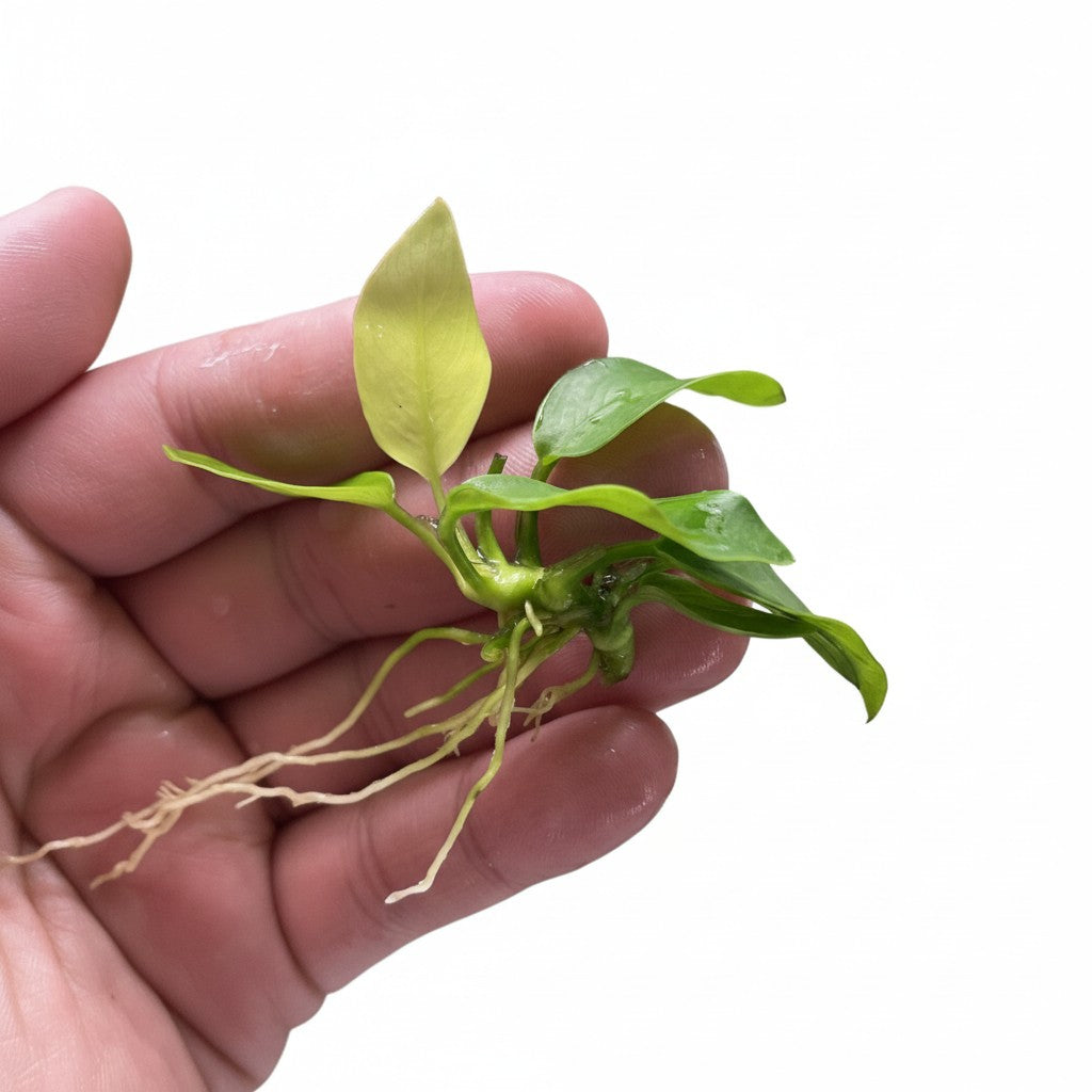 Aquarium Plants Factory Anubias Golden Nana aquarium plant with bright golden-green leaves and visible roots.