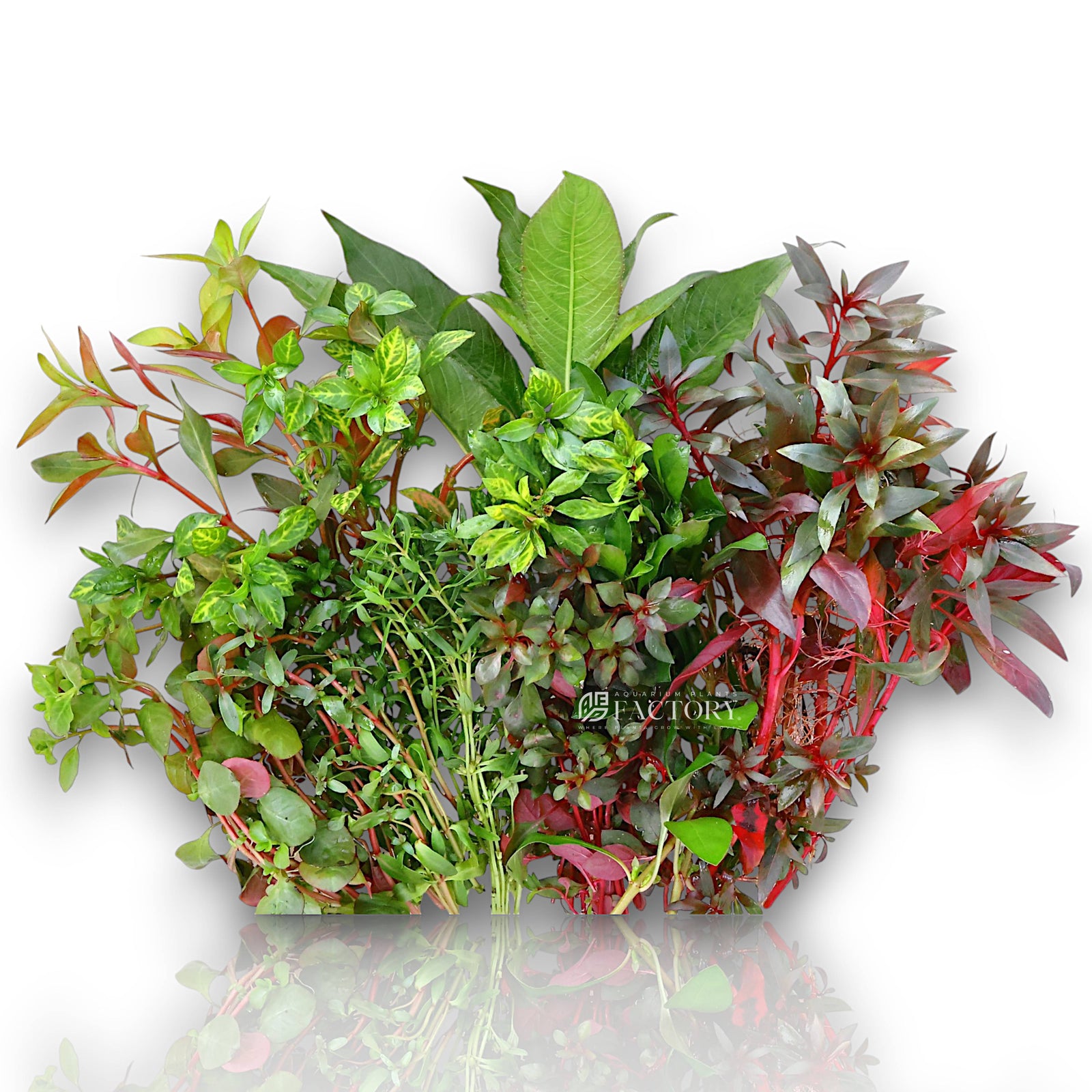 Looking for a way to add some life and color to your aquarium? Check out our assorted combo Aquarium Plants Packages [Grower's Choice]! Our packages contain a mix of 6 different aquatic plants, carefully selected by our expert growers for their hardiness, color, and aesthetic appeal. We offer a variety of plant species in each package, including popular options like Bacopa, Ludwigia, Rotala, Cryptocoryne, Vallisneria, Hygrophila, and more.
